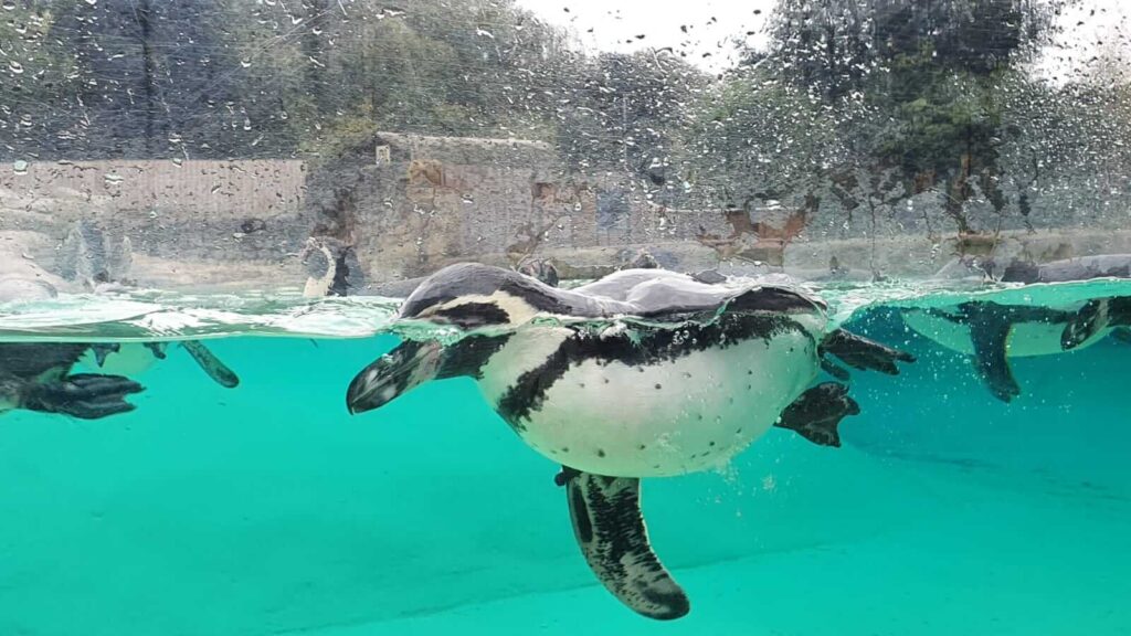 Penguin at Chester Zoo