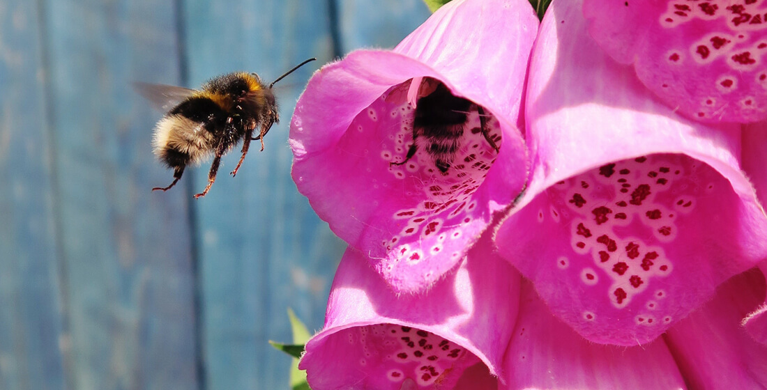A bumblebee flying near pink foxgloves.