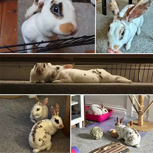 Various photos of Ruby and Alice - 2 white and tortoiseshell Rex rabbits.