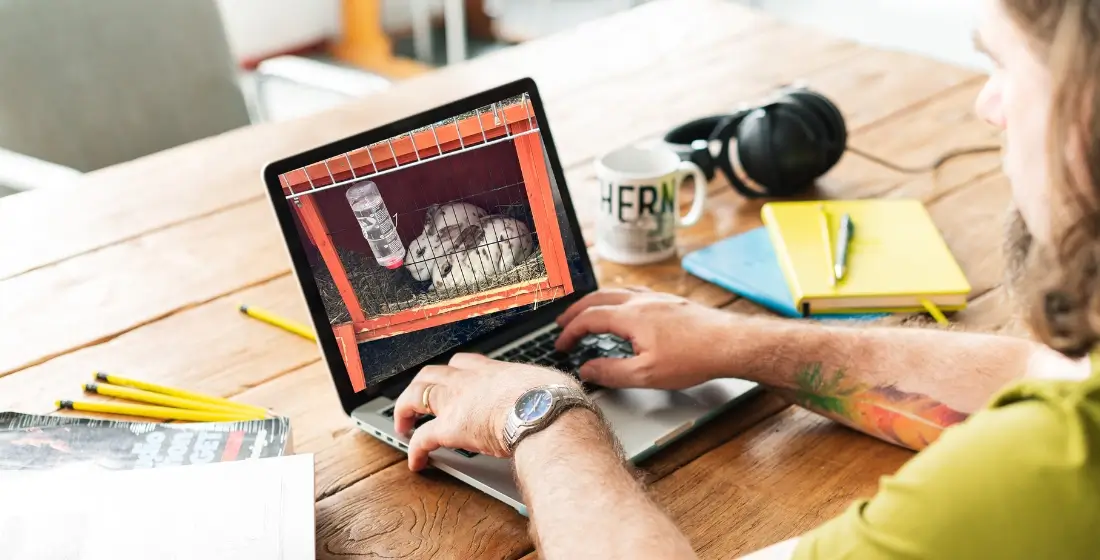 Rob Bee from B Double E working at a laptop which shows a picture of 2 rabbits in a cage.